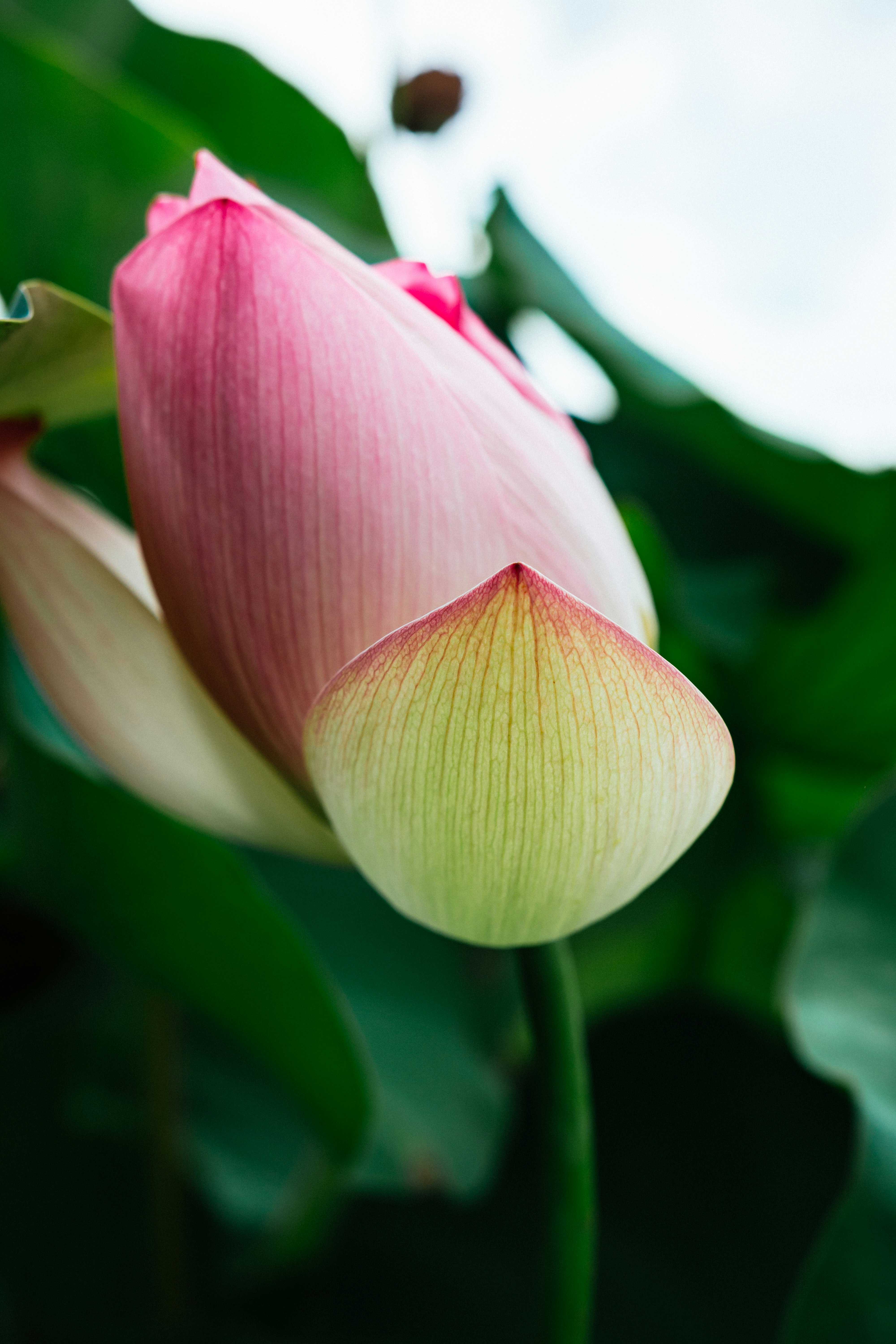 pink and white flower in macro shot